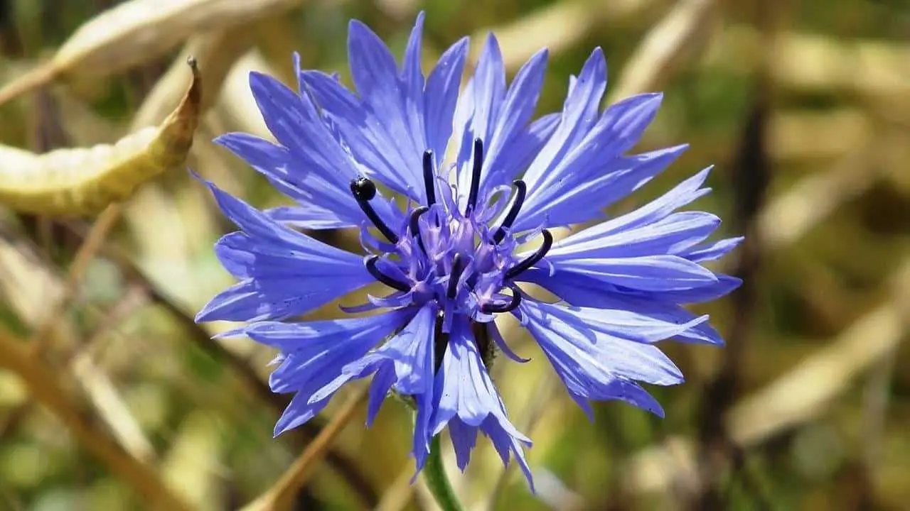 fiordaliso fiori - A cosa serve il fiordaliso