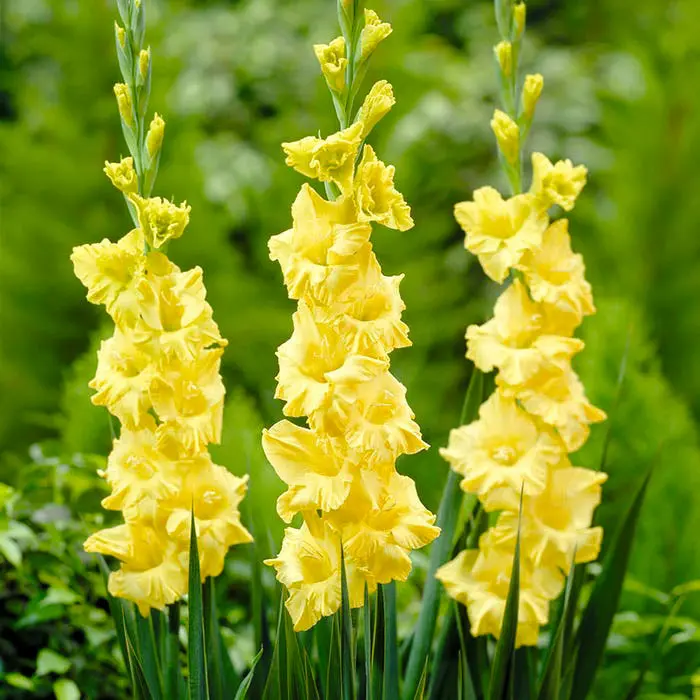 gladiolo fiore - Come curare gladioli in vaso