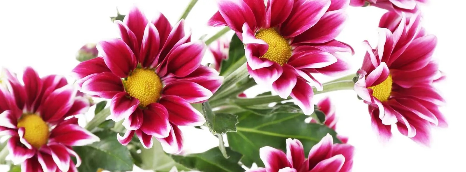 san carlino fiore - Come salvare i crisantemi in vaso
