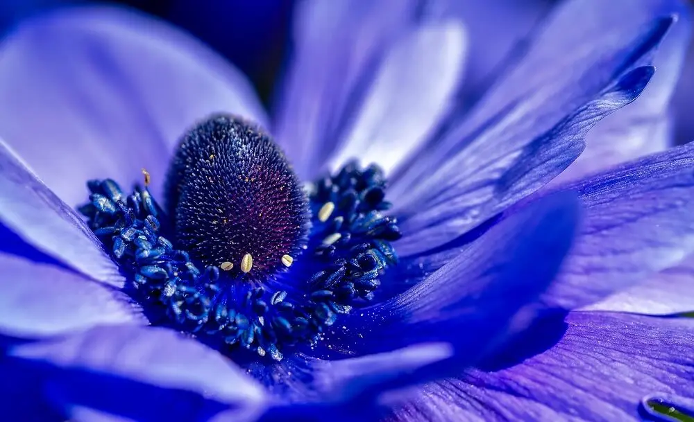 fiore blu nomi - Come si chiama il fiore di Maggio
