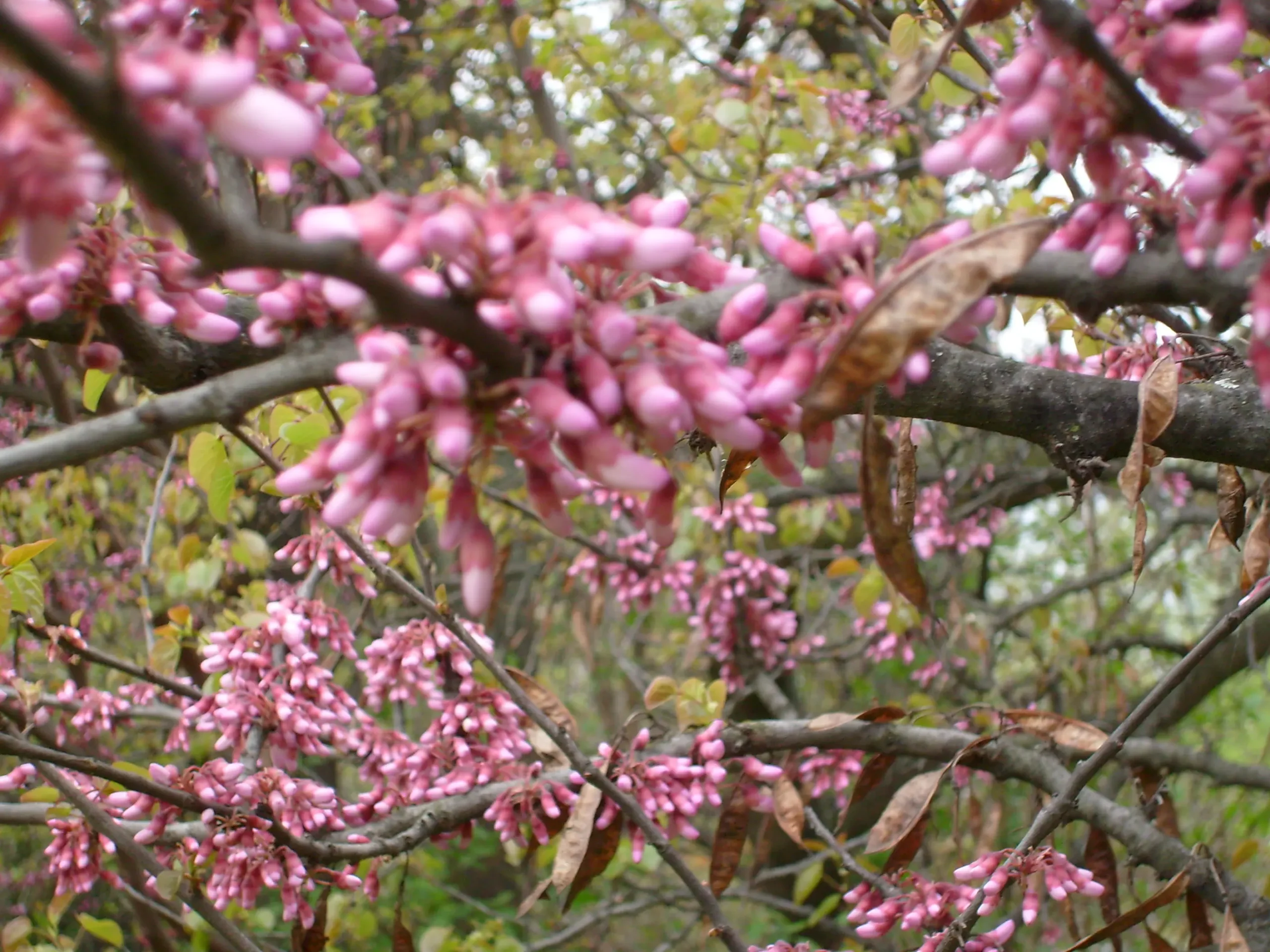 alberi con fiore rosa - Come si chiama l'albero con i fiori bianchi e rosa