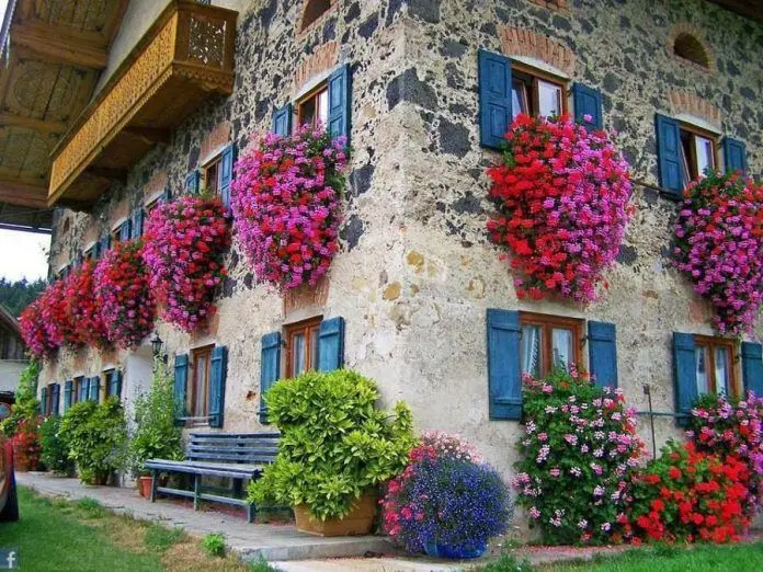 cascata fiori da balcone pendenti - Come si chiamano i gerani pendenti