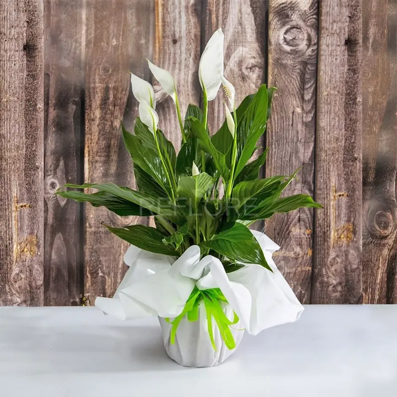 pianta con fiori bianchi - Come si cura il giglio della pace