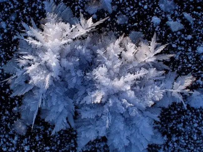 fiori di ghiaccio - Come si formano i fiori di ghiaccio