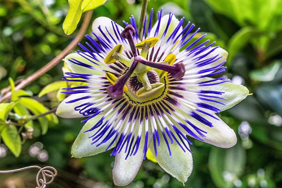 fiori passiflora - Cosa fare con i fiori di Passiflora