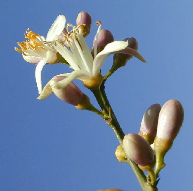 fiori di limone - Cosa si può fare con i fiori di limone