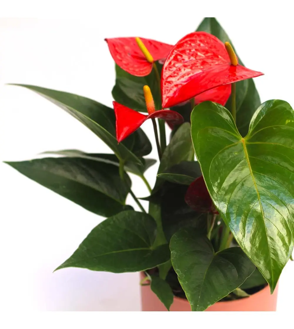 anthurium fiori - Dove posizionare la pianta di Anthurium in casa