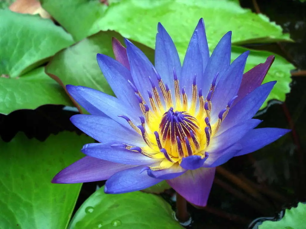fiore di loto blu - Dove trovare il fiore di loto blu