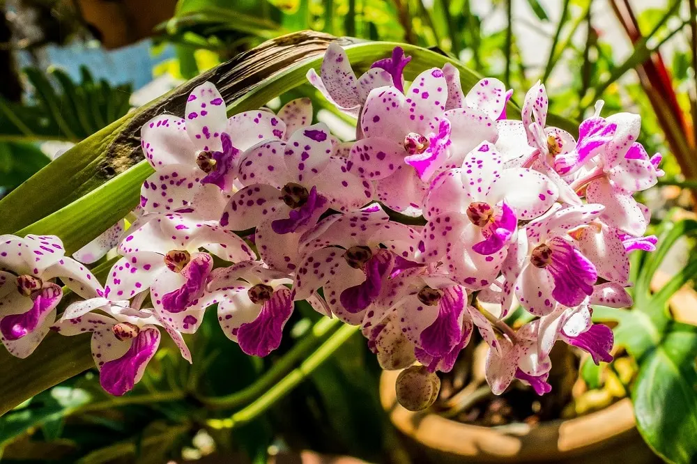 fiore appassito - Perché i fiori delle orchidee si afflosciano