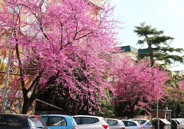 alberi con fiore rosa - Quali alberi fanno fiori rosa