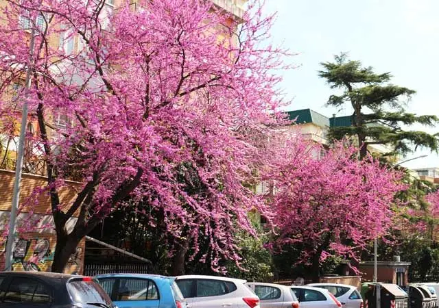 albero con fiore rosa - Quali sono gli alberi da fiore