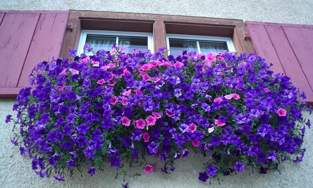 cascata fiori da balcone pendenti - Quali sono i fiori pendenti