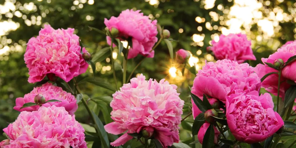 fiori perenni tappezzanti - Quali sono i fiori perenni da vaso