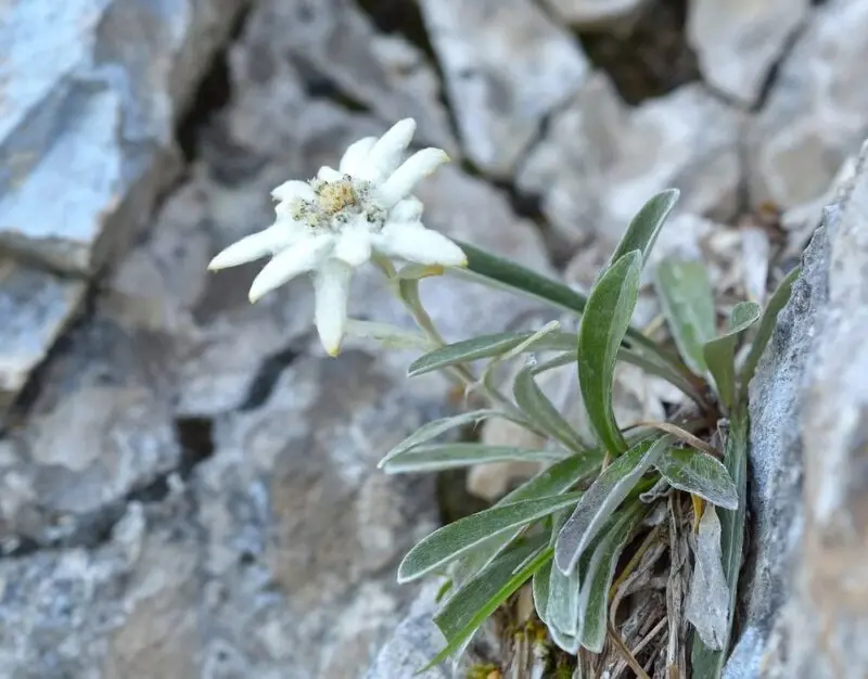 fiore d'alta montagna - Quali sono le piante di montagna