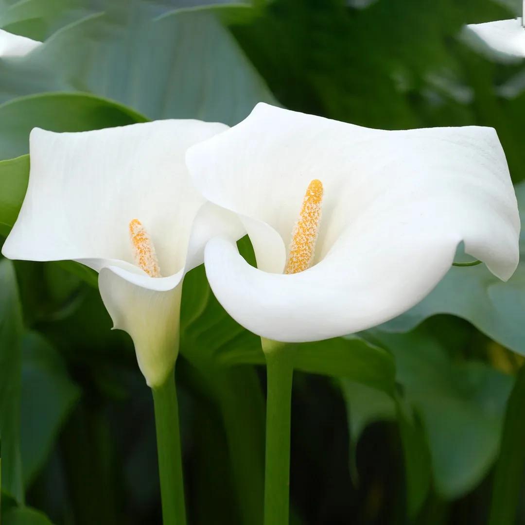 Calla fiore: caratteristiche, coltivazione e cura