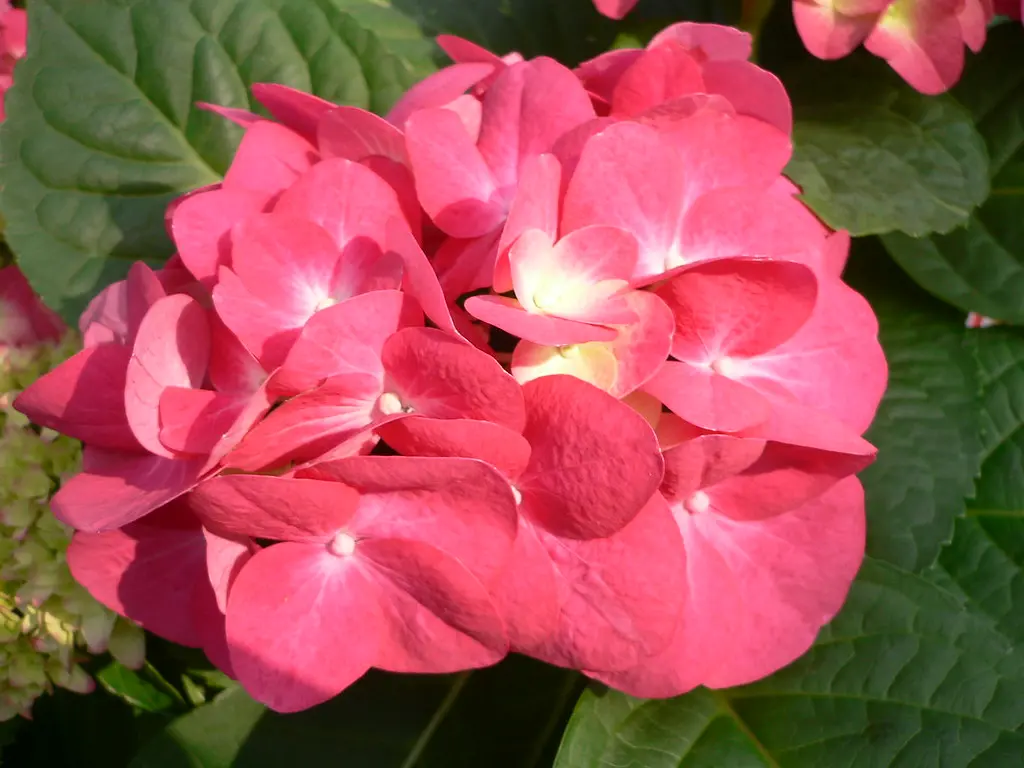 fiore ortensia - Quante volte va annaffiata l ortensia