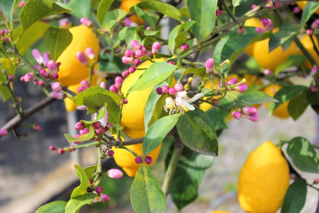 fiori di limone - Quanti fiori diventano limoni