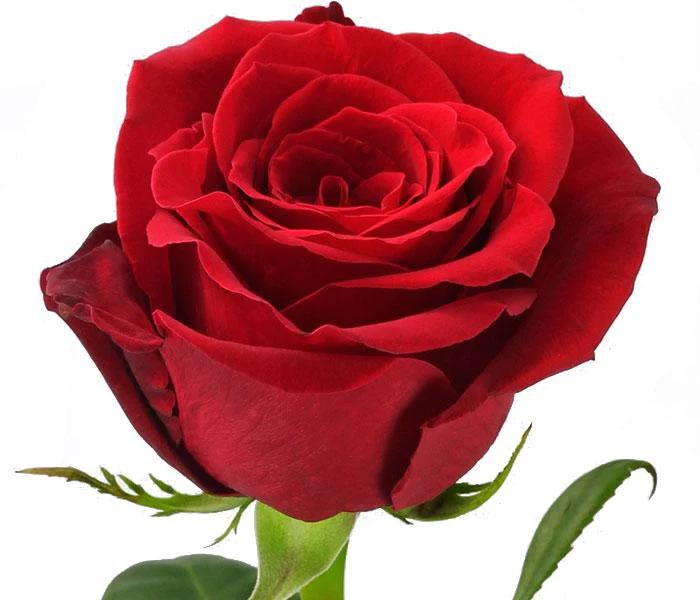 rose rosse fiori - Quanto costano 21 rose rosse
