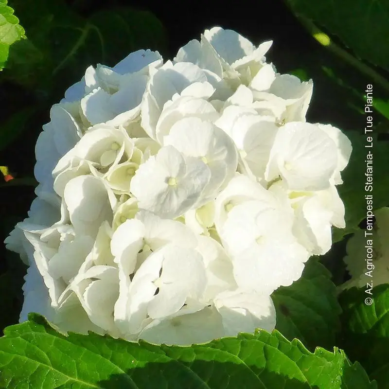 fiore ortensia - Quanto dura la fioritura delle ortensie