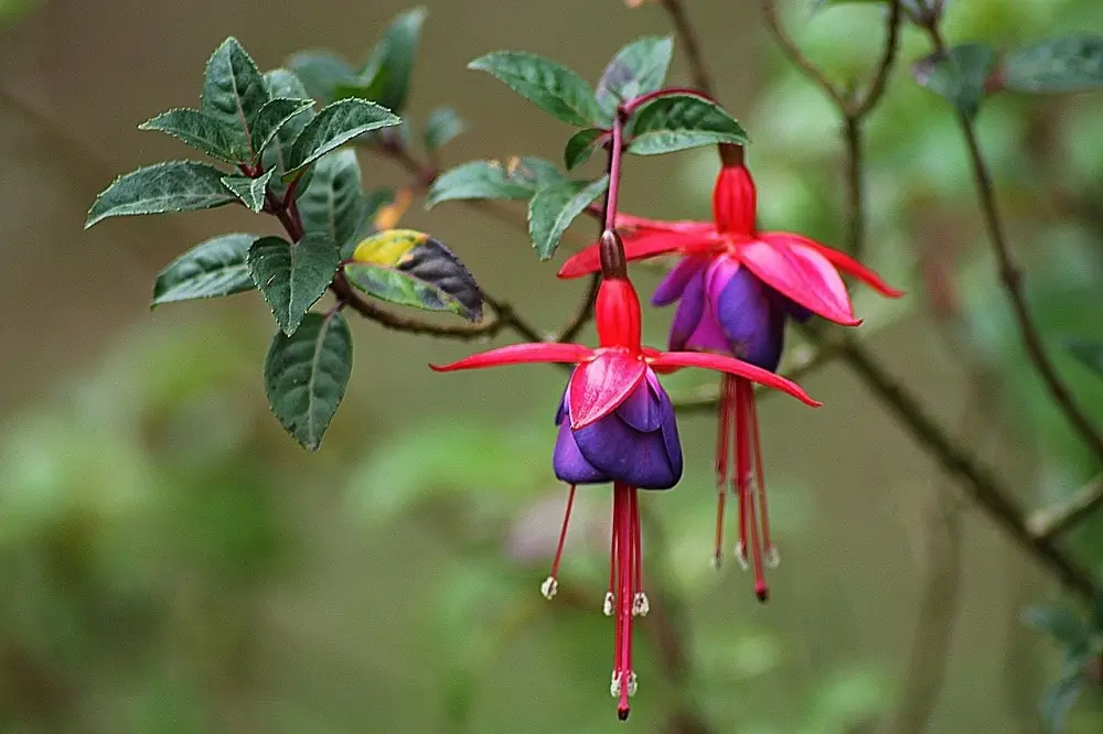 fiori fucsie - Quanto dura la pianta fucsia