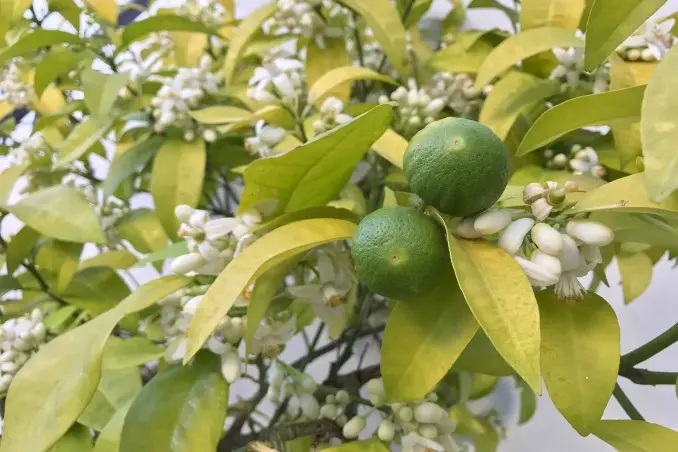 fiori di limone - Quanto tempo ci vuole Dal fiore al limone