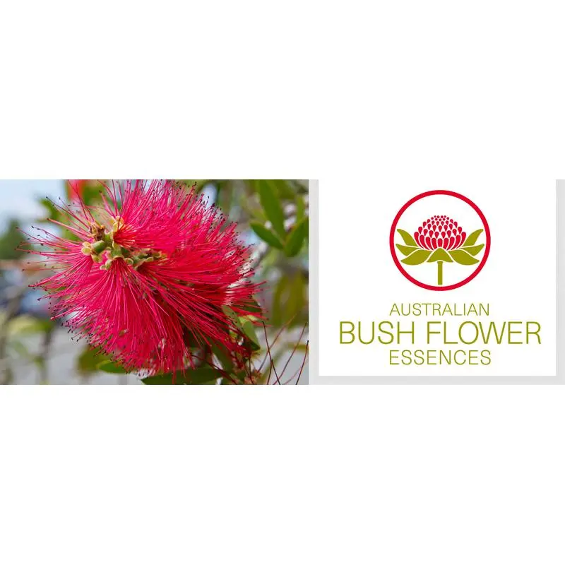 bottlebrush fiore australiano - A cosa serve oppression free