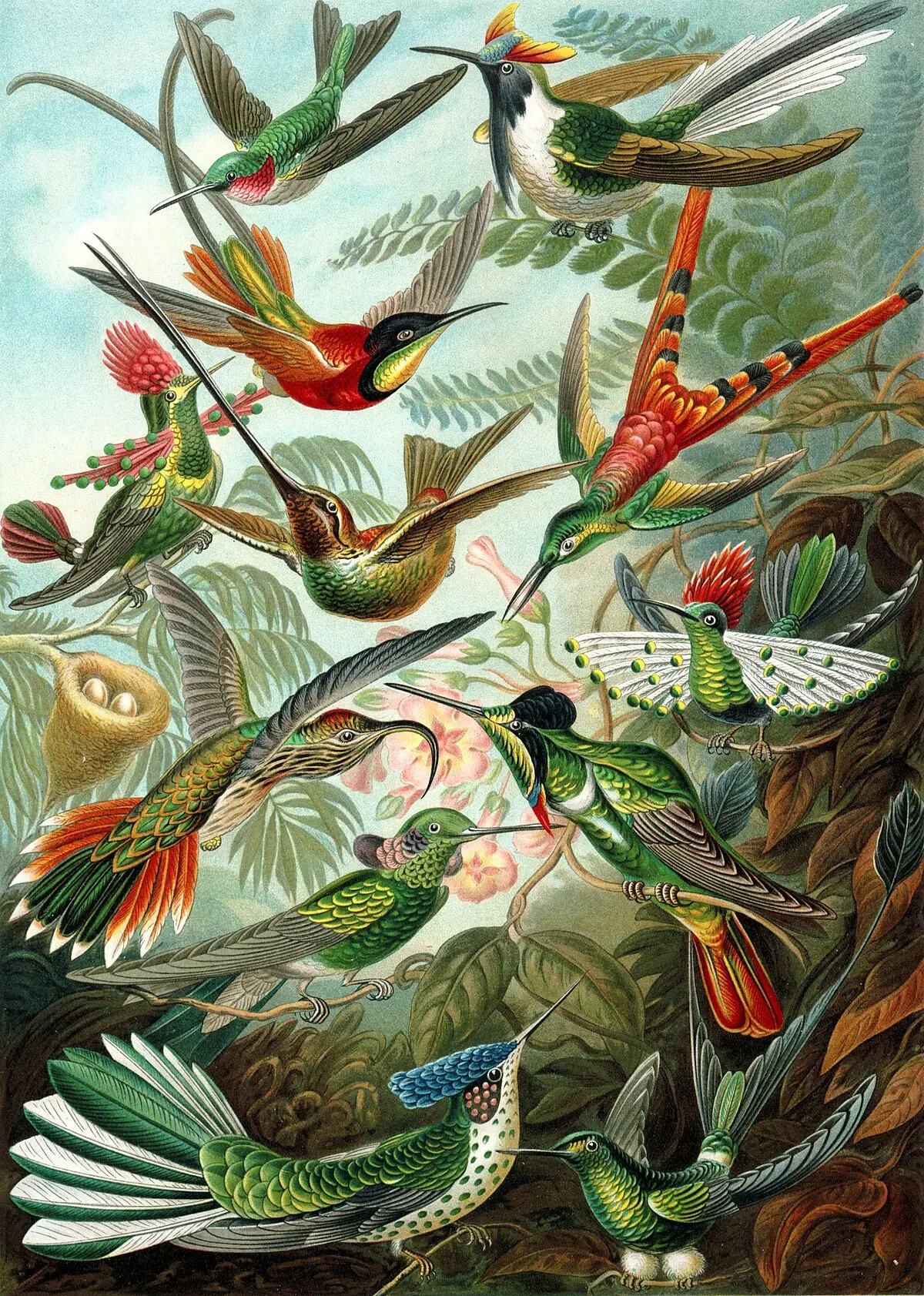 fiore colibrì - Che caratteristiche ha il colibrì