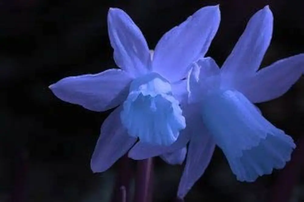 blu narciso fiore - Che colore è il fiore narciso