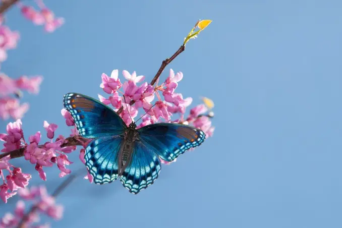 farfalla e fiori - Che cosa hanno in comune il fiore e la farfalla