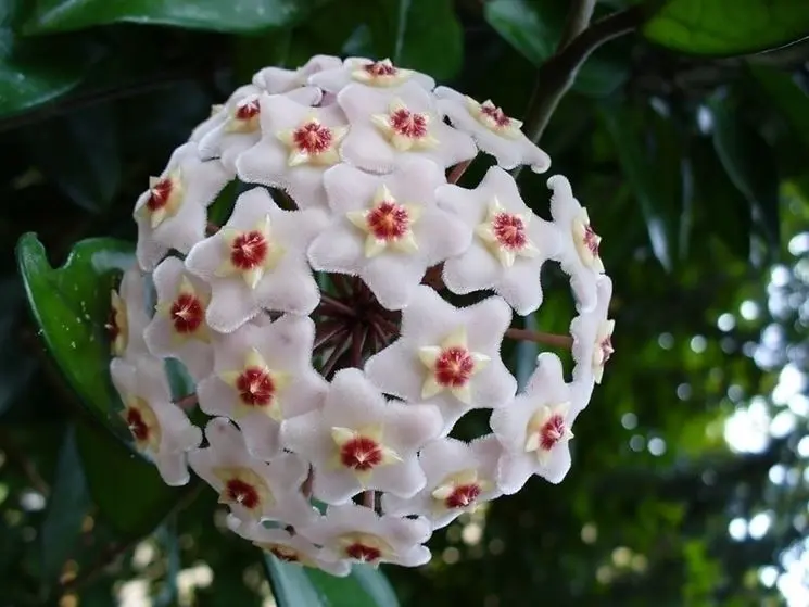 fiori porcellana - Che differenza c'è tra la ceramica e la porcellana