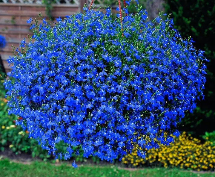 fiori da balcone pendenti perenni - Che fiori abbinare ai gerani