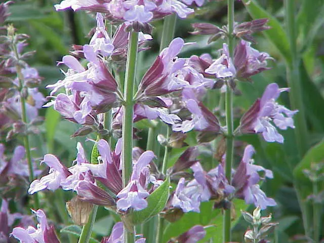 fiori salvia - Che fiori fa la salvia