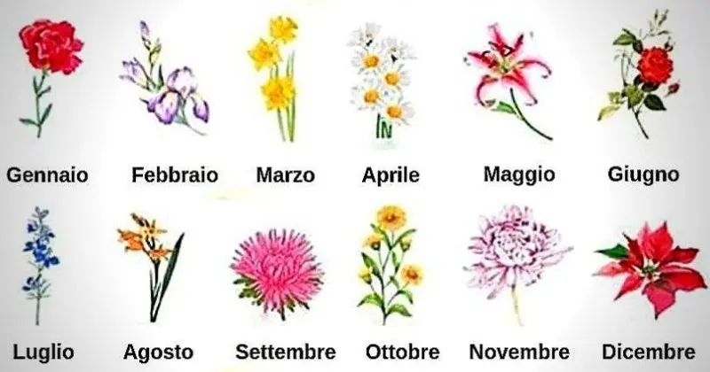 fiore per ogni mese - Che fiorisce due volte l'anno