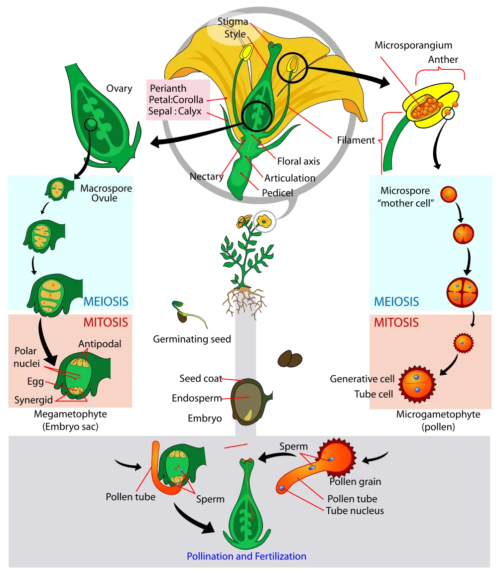 riproduzione fiori - Come avviene la riproduzione attraverso il seme