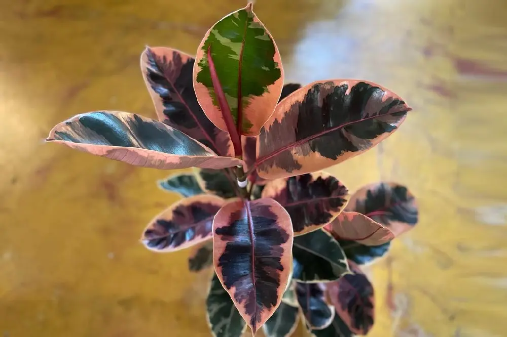 ficus elastica fiore - Come coltivare Ficus elastica in vaso