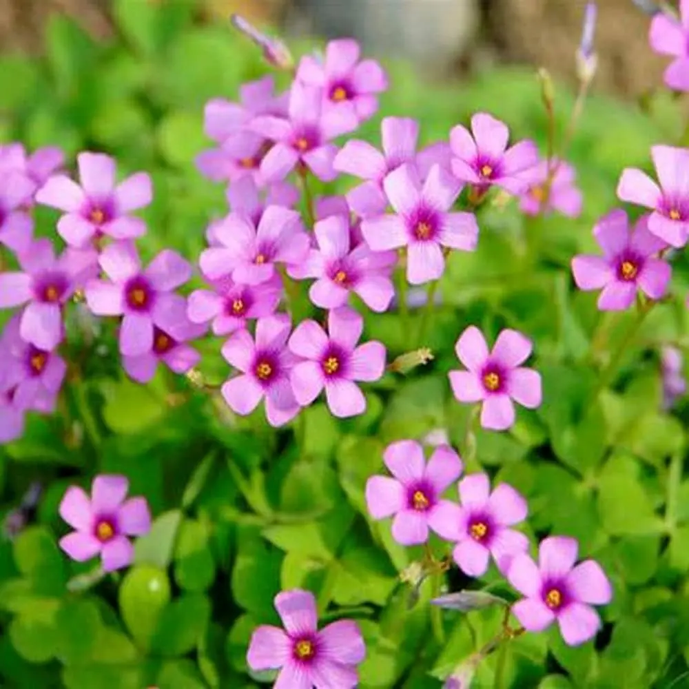 trifoglio con fiori rosa - Come coltivare l Oxalis