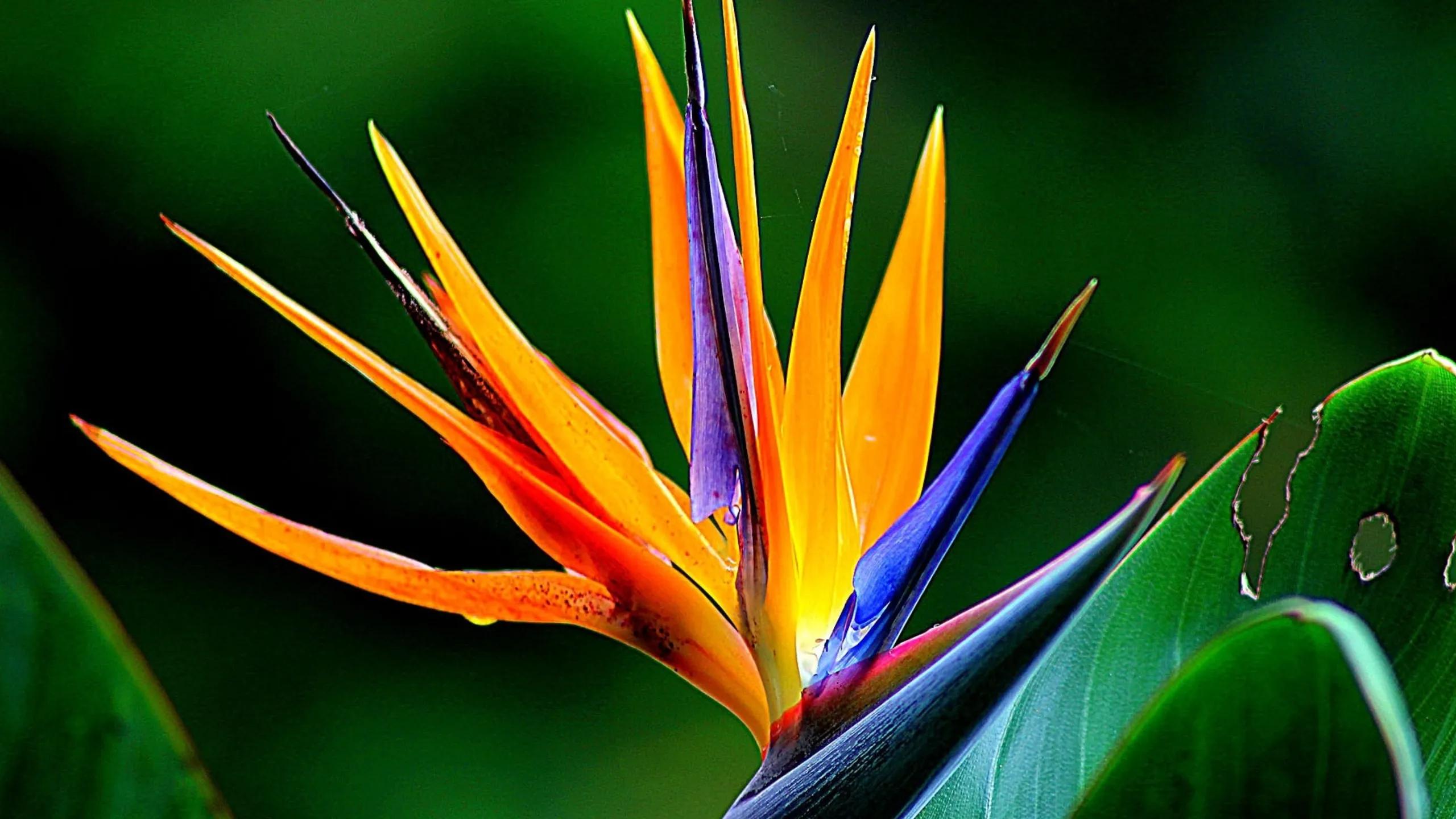 uccelli del paradiso fiori - Come coltivare la Strelitzia in vaso
