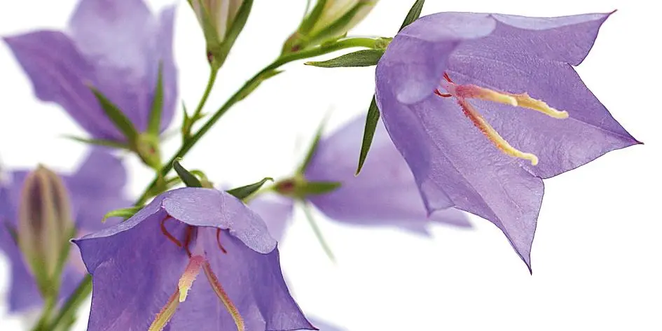 campanule fiori - Come coltivare le campanule in vaso