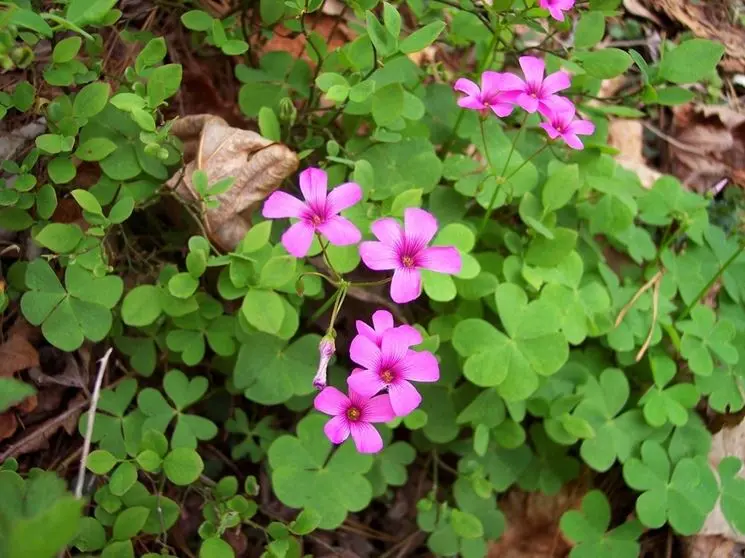 trifoglio con fiori rosa - Come coltivare le Oxalis in vaso