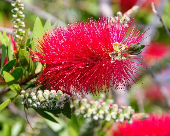 bottlebrush fiore australiano - Come conservare i fiori australiani
