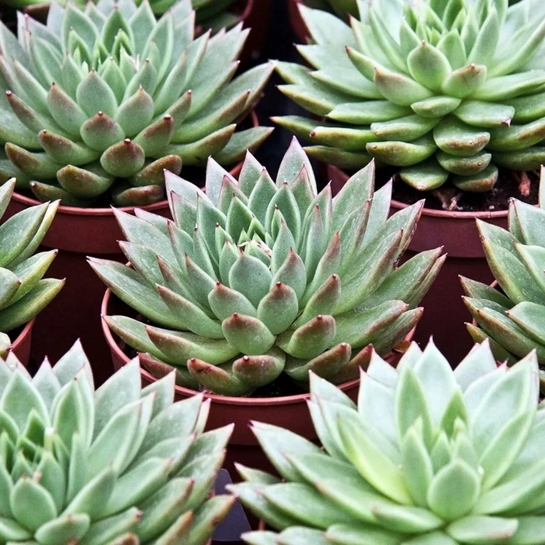 Come curare echeveria agavoides: guida completa