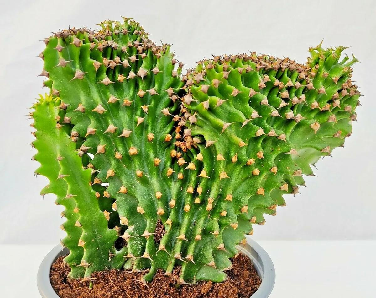 euphorbia eritrea fiore - Come curare Euphorbia Eritrea