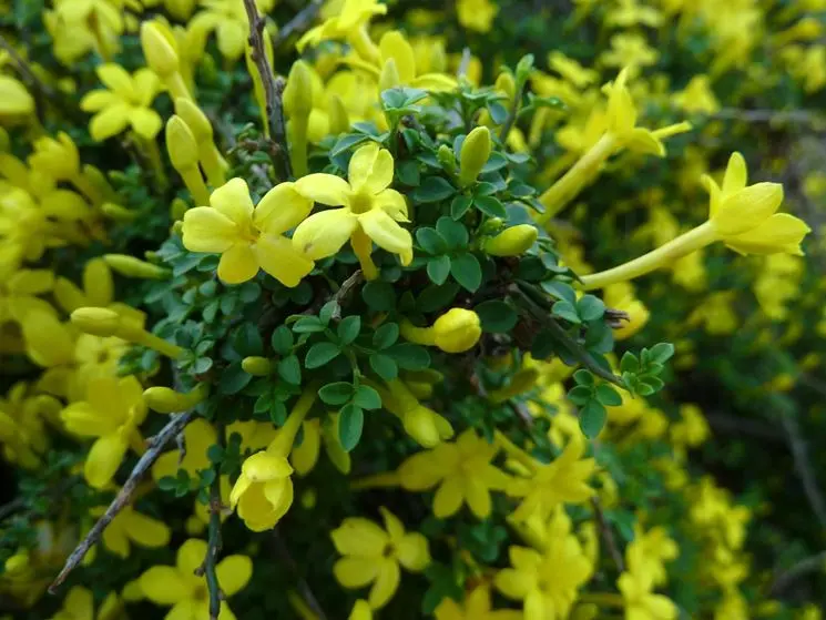 gelsomino fiori gialli - Come curare il gelsomino ingiallito