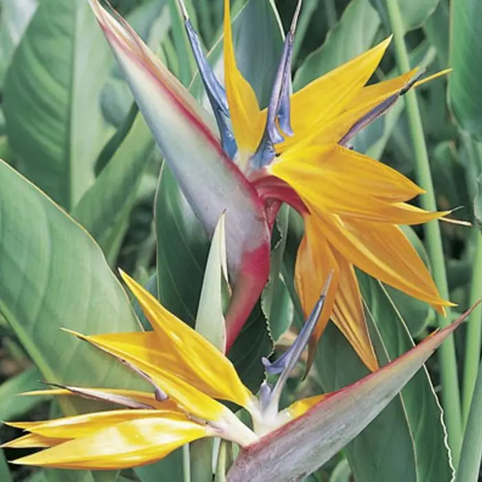 uccello del paradiso fiore - Come curare la pianta uccello del paradiso
