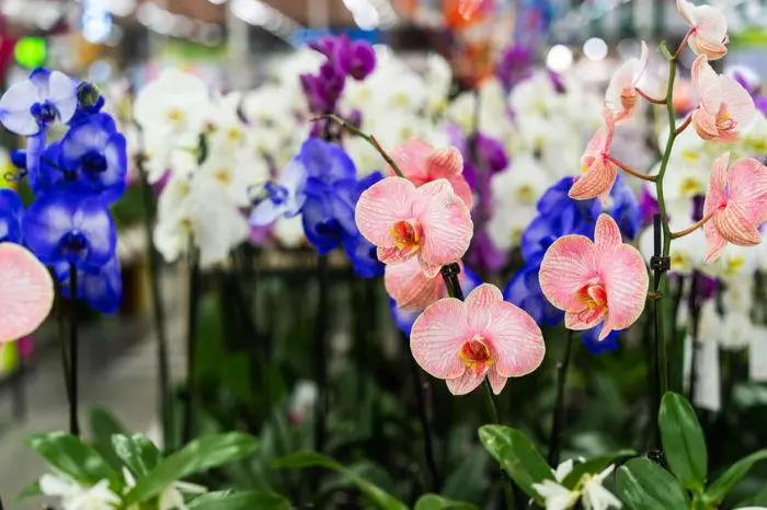 l'orchidea fiore - Come descrivere un'orchidea