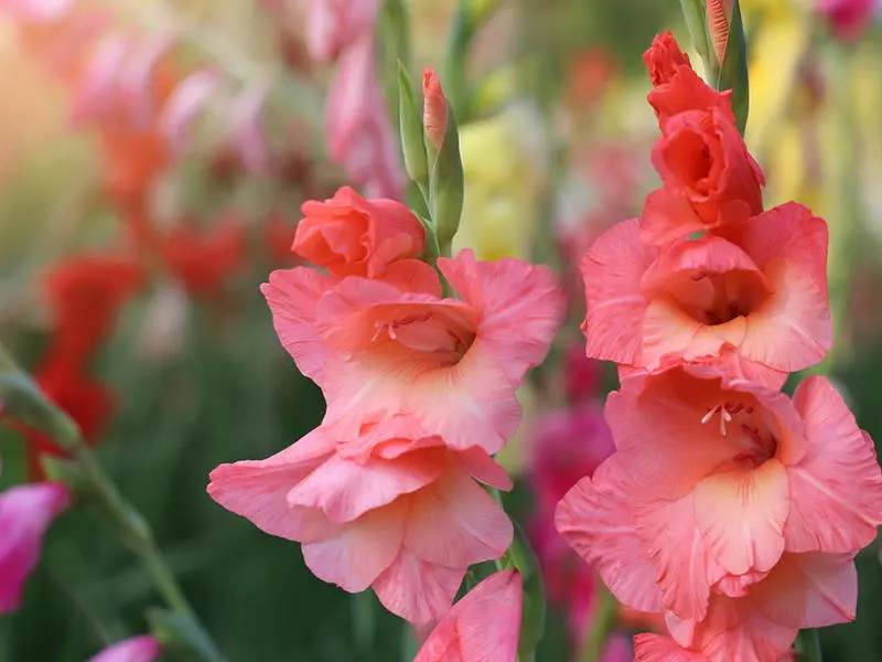 fiori gladiolo - Come e dove piantare i gladioli