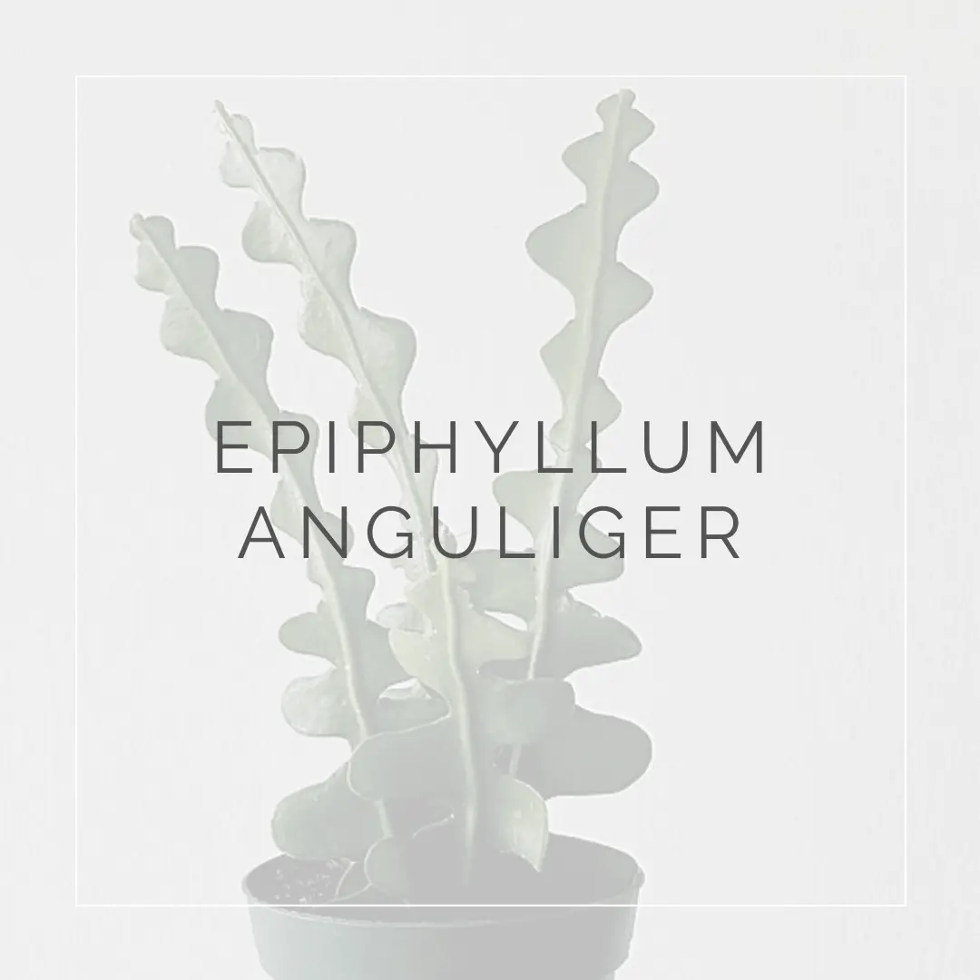 Come far fiorire epiphyllum anguliger: guida alla coltivazione (45 caratteri)