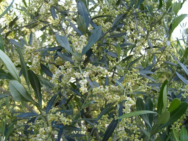 quando fiorisce l ulivo - Come far fiorire l'ulivo