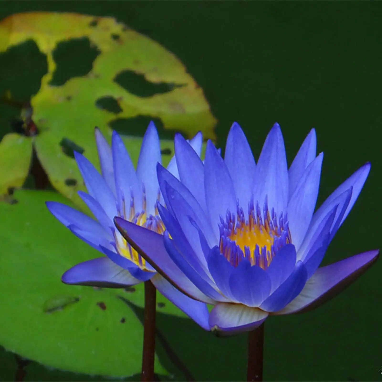 semina fior di loto - Come far germogliare i semi di ninfea