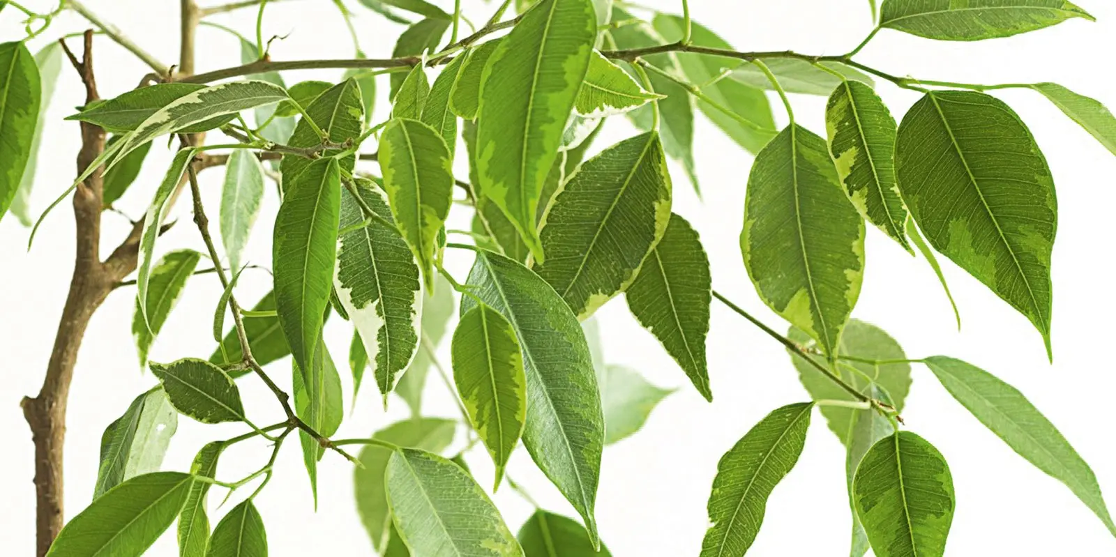 ficus elastica fiore - Come infoltire il Ficus